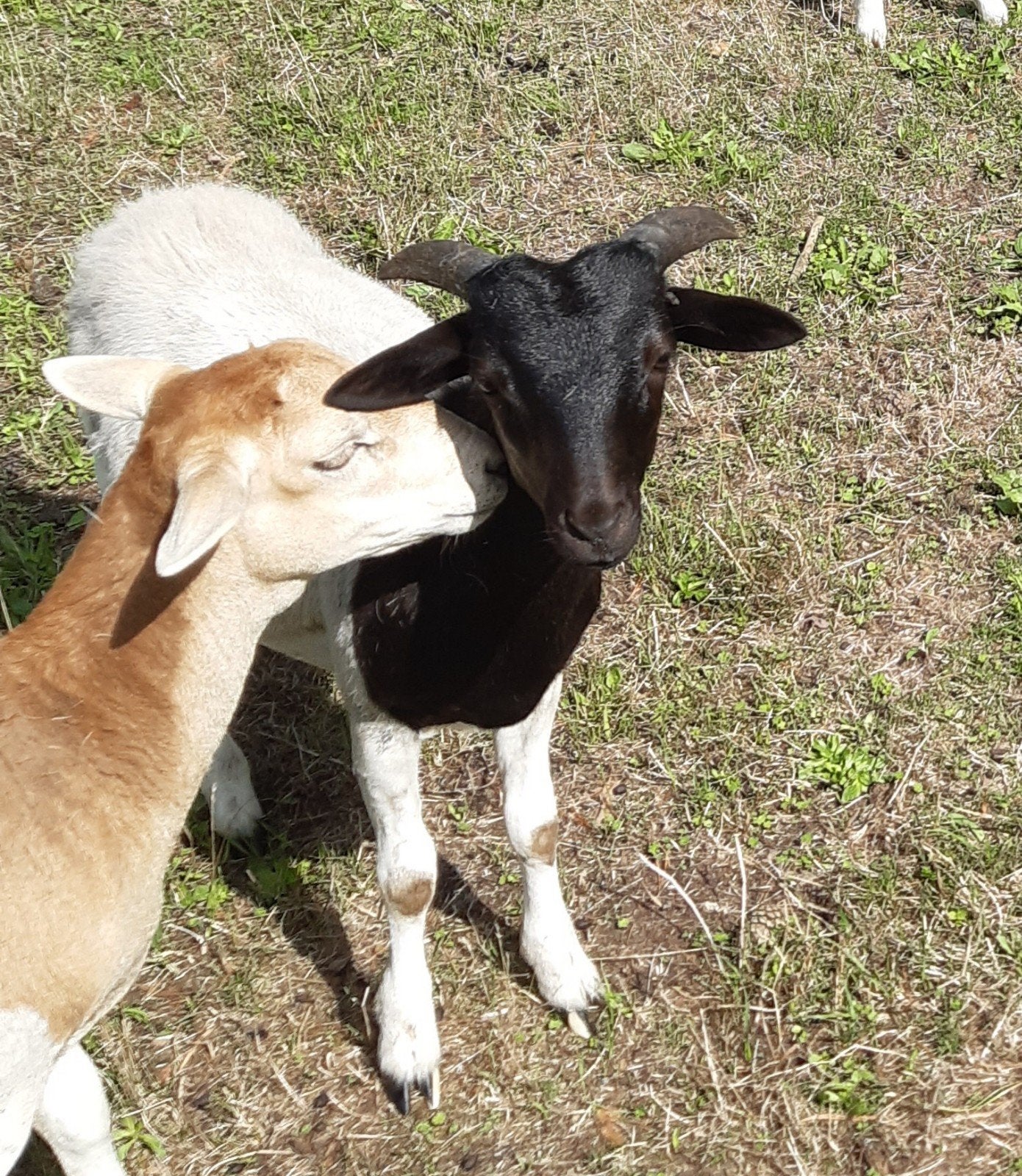 schapen : 4 ooitjes + 3 rammetjes van 4 maanden oud, Animaux & Accessoires, Femelle, Mouton, 0 à 2 ans