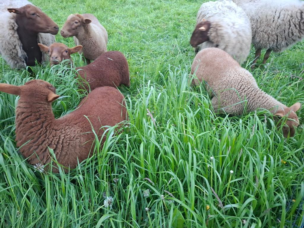Brebis (= femme) à vendre, Femelle, Mouton, 0 à 2 ans