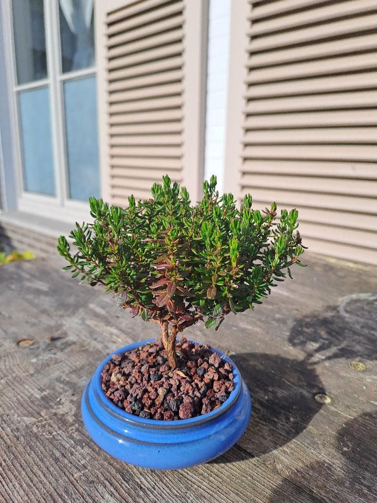 Kleine bonsai van ierse heide, Tuin en Terras, Planten | Bomen, Overige soorten, Minder dan 100 cm, Halfschaduw, Bloeit niet, In pot