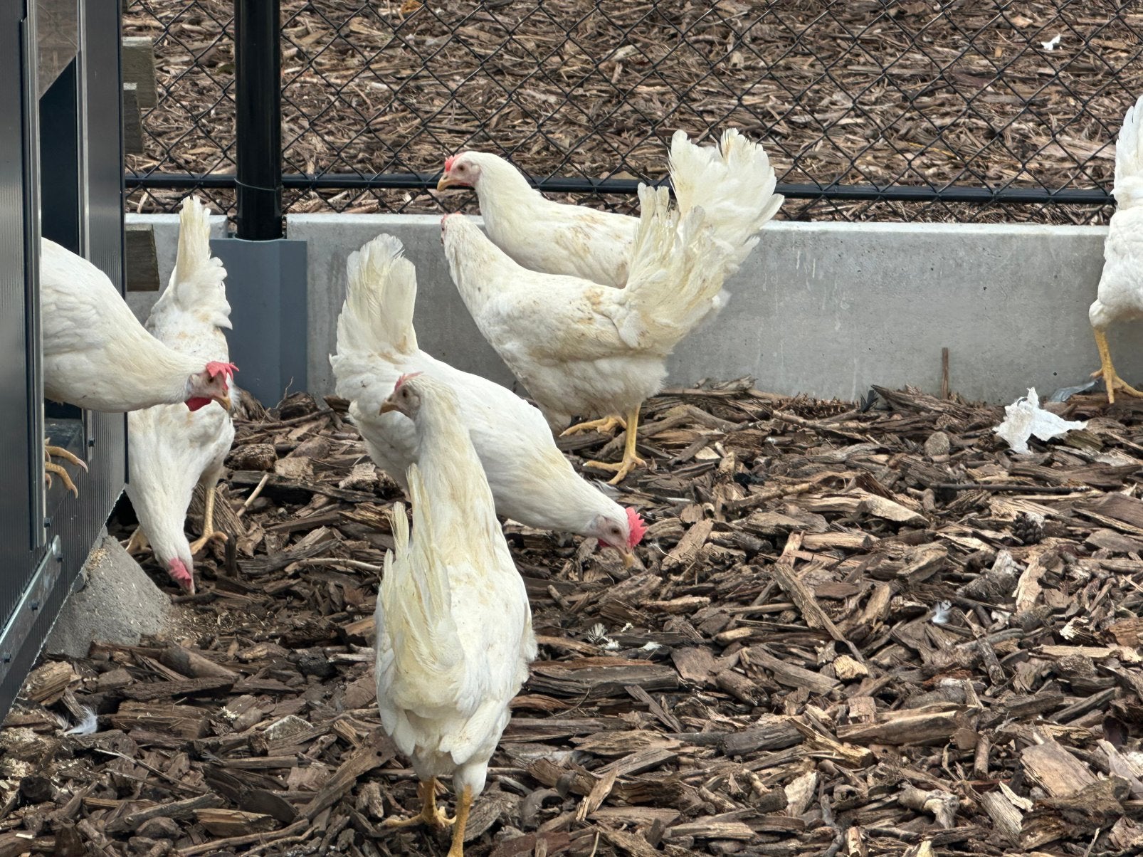 Witte leghorn ruime keuze, Dieren en Toebehoren