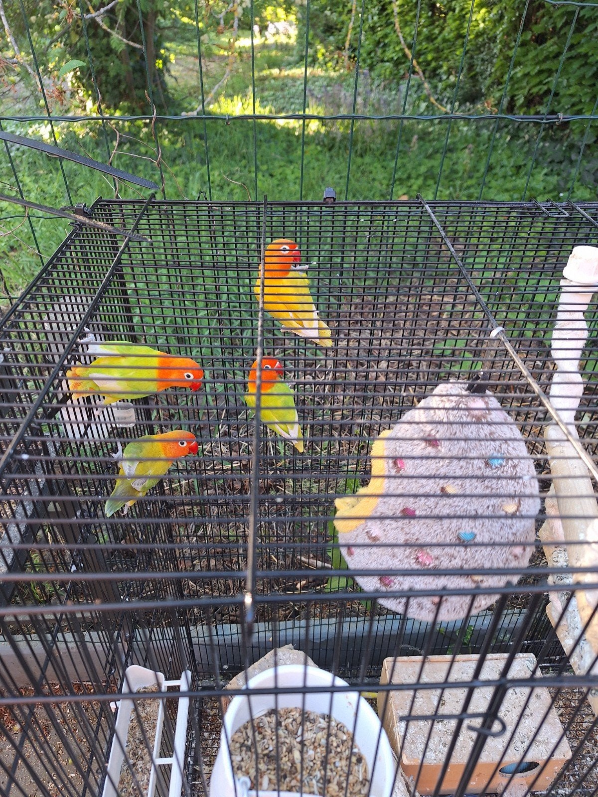 gratis vogels, Dieren en Toebehoren