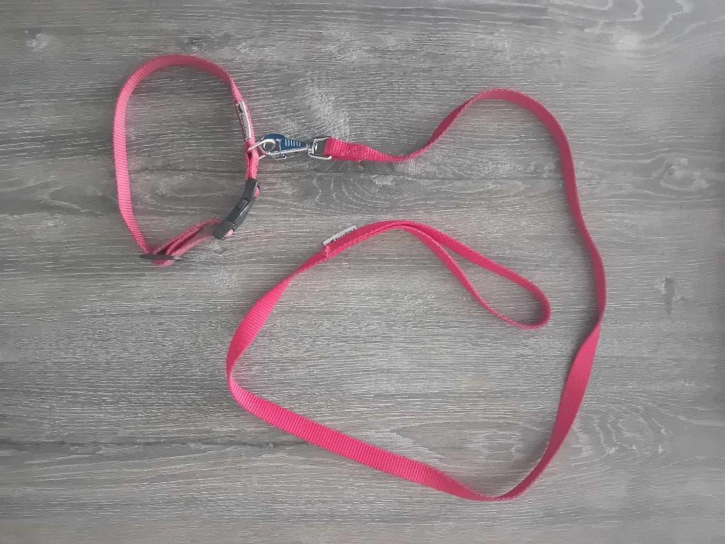 Halsband + hondenlijn 1m, Ophalen, Gebruikt