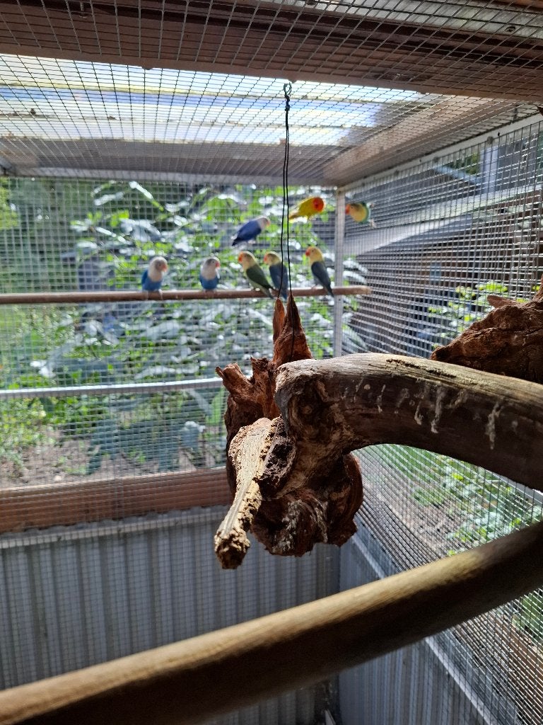 koppels ficheries, Dieren en Toebehoren, Meerdere dieren, Dwergpapegaai of Agapornis, Geringd