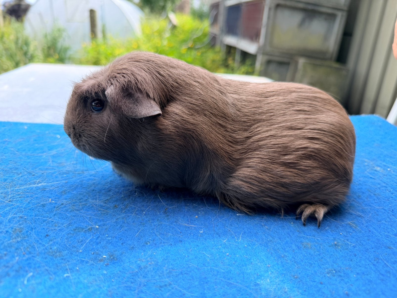 Slate koppel, Dieren en Toebehoren, Knaagdieren, December, Meerdere dieren, Cavia
