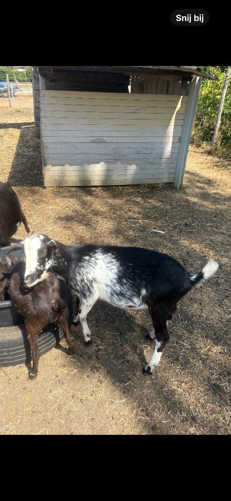 Melkgeiten hermelijn bokje, Mâle, Chèvre, 0 à 2 ans