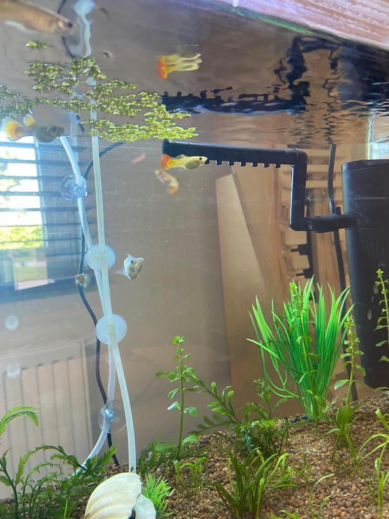 Baby guppy’s te koop, Poisson