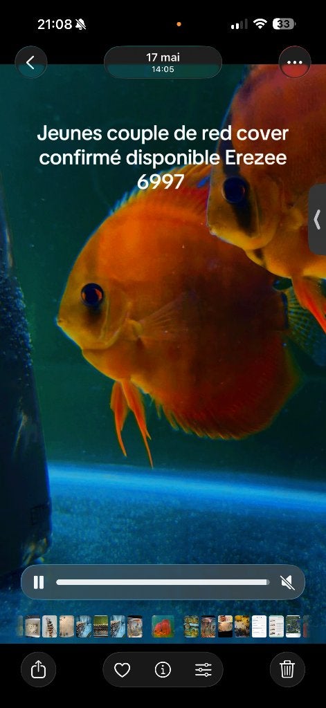 Discus, Dieren en Toebehoren, Ophalen, Zo goed als nieuw