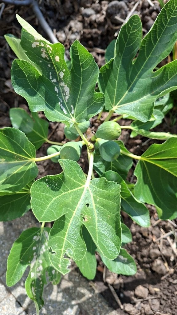 vijgeboom in groot pot van 50 liter, Tuin en Terras, Planten | Fruitbomen, Ophalen, Lente, Volle zon, In pot