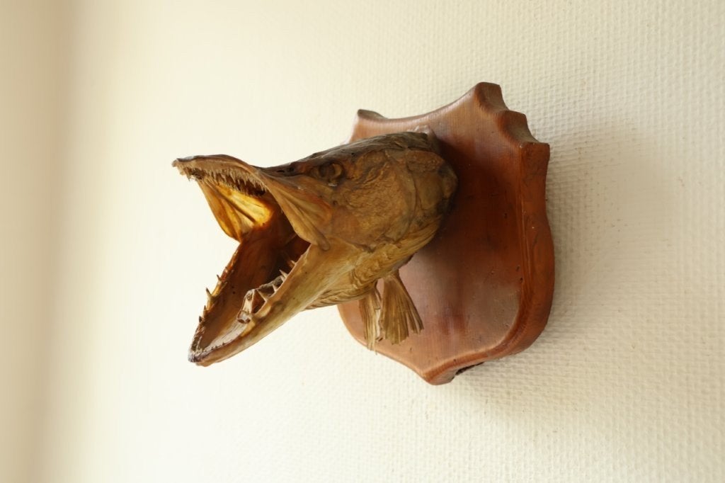 Taxidermie opgezette kop van een snoek, Ophalen of Verzenden