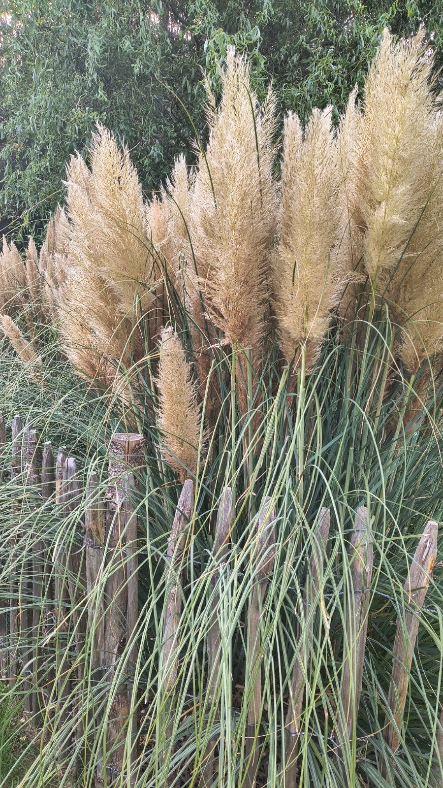 Pampas gras decoratief, Tuin en Terras, Ophalen