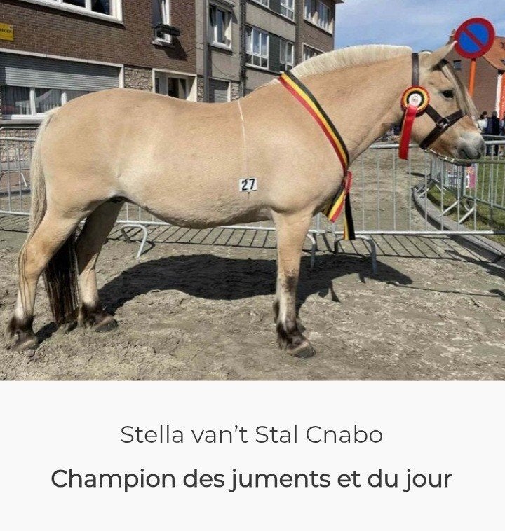 Jument fjord, Merrie, Minder dan 160 cm, Met stamboom, Niet van toepassing