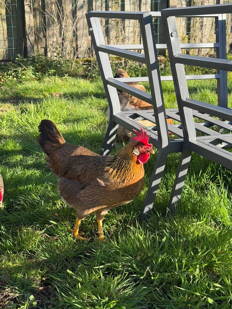 Jonge hen, Dieren en Toebehoren, Pluimvee