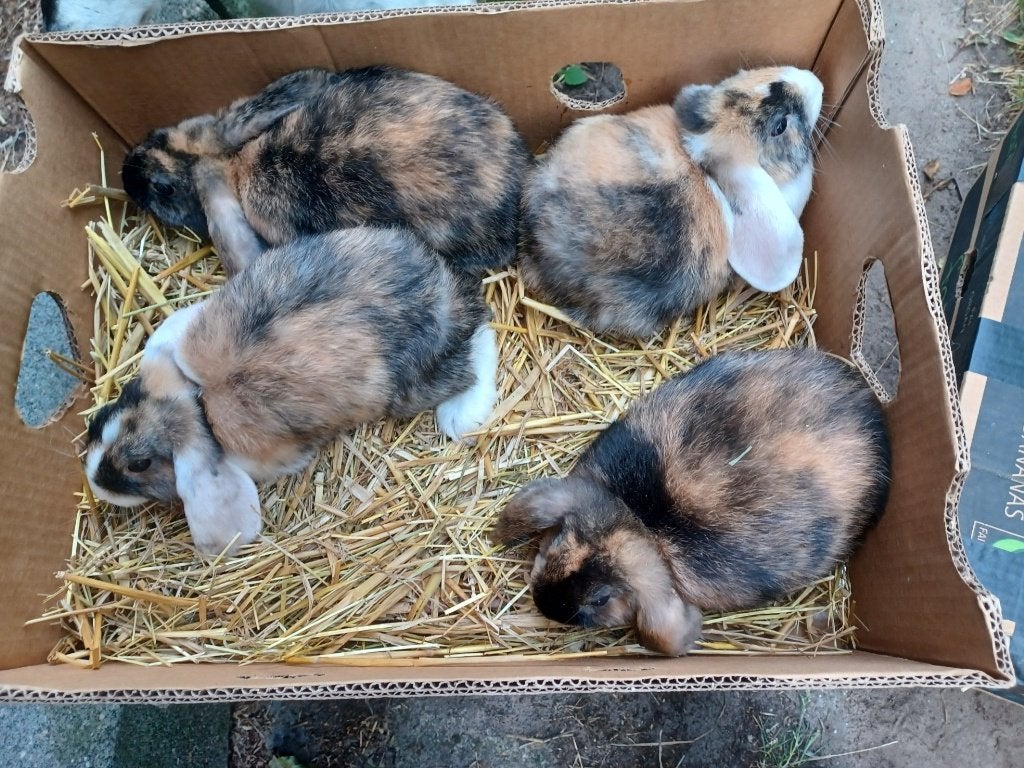 hangoortjes, Dieren en Toebehoren, Konijnen, Dwerg