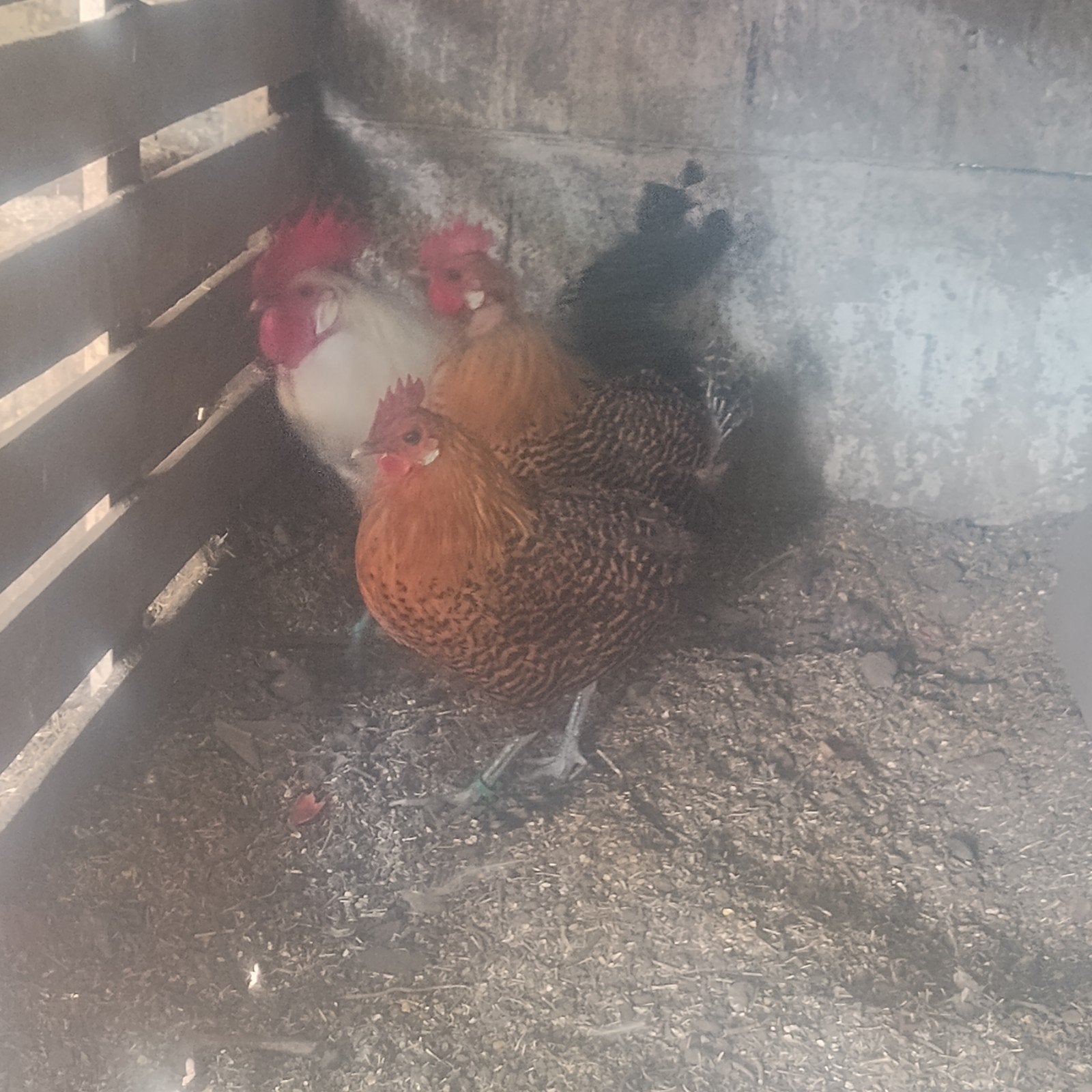 Trio Kempis hoen, Dieren en Toebehoren