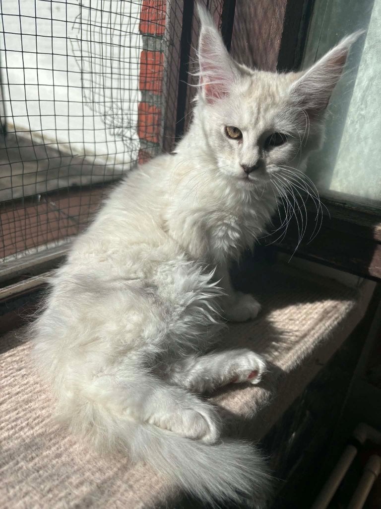 Maine Coon Shaded  – zeldzame kleuren, Dieren en Toebehoren, Poes, Met stamboom, 0 tot 2 jaar
