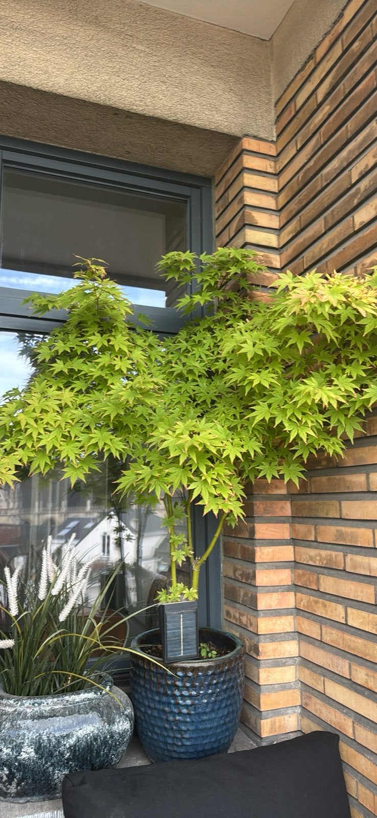 Acer erable japonais vert 100cm, Jardin & Terrasse, Enlèvement