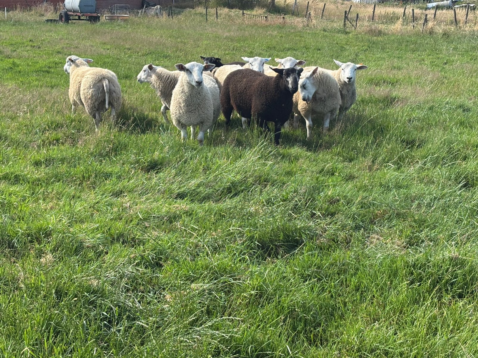 Stamboek swifter rammen, Dieren en Toebehoren, Mannelijk, Schaap, 0 tot 2 jaar