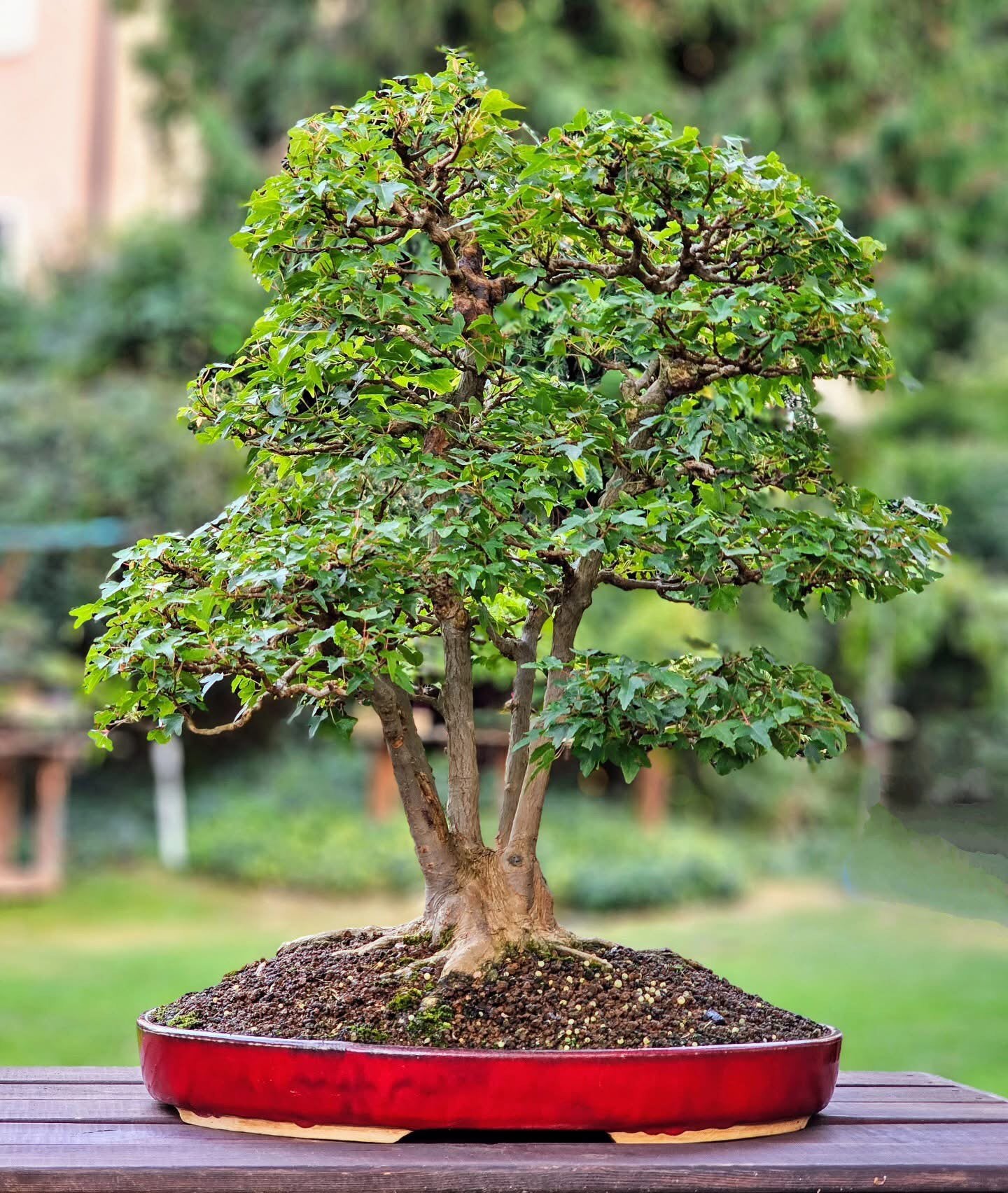 Bonsai acer buergerianum, Jardin & Terrasse, Plantes | Arbres, Enlèvement