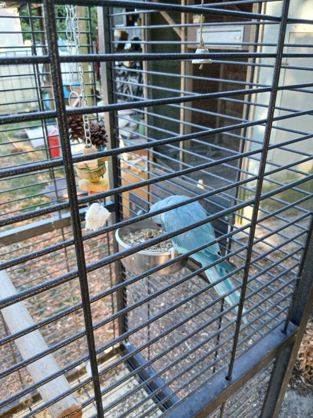 halsbandparkieten, Dieren en Toebehoren, Vogels | Parkieten en Papegaaien