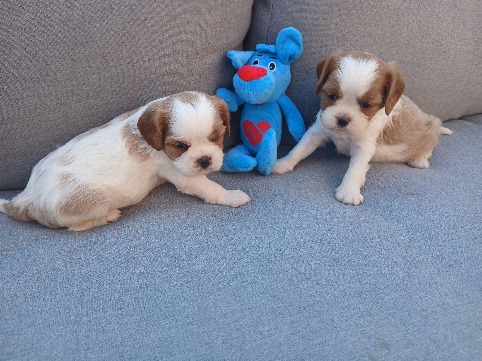 Cavalier king Charles pups, Dieren en Toebehoren, België, CDV (hondenziekte), 8 tot 15 weken, Meerdere