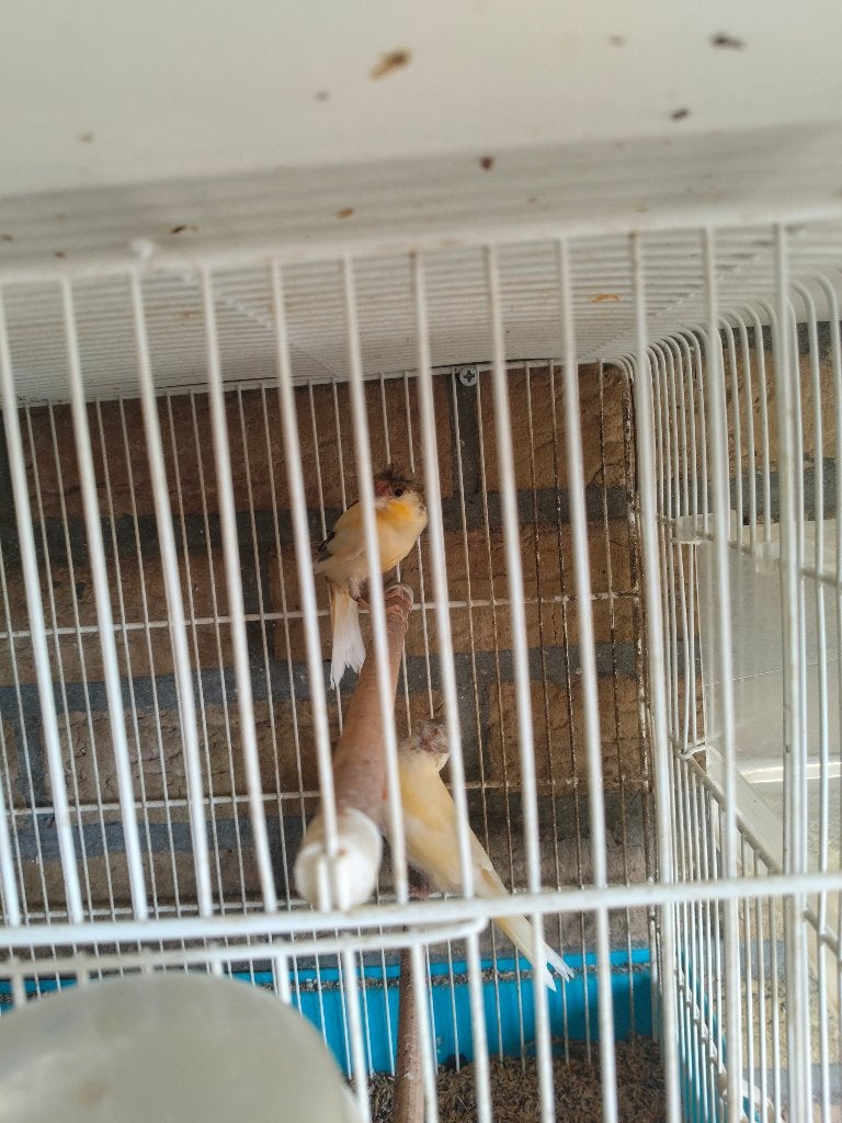 Harlekijnen, Dieren en Toebehoren, Vogels | Kanaries, Geslacht onbekend, Kleurkanarie