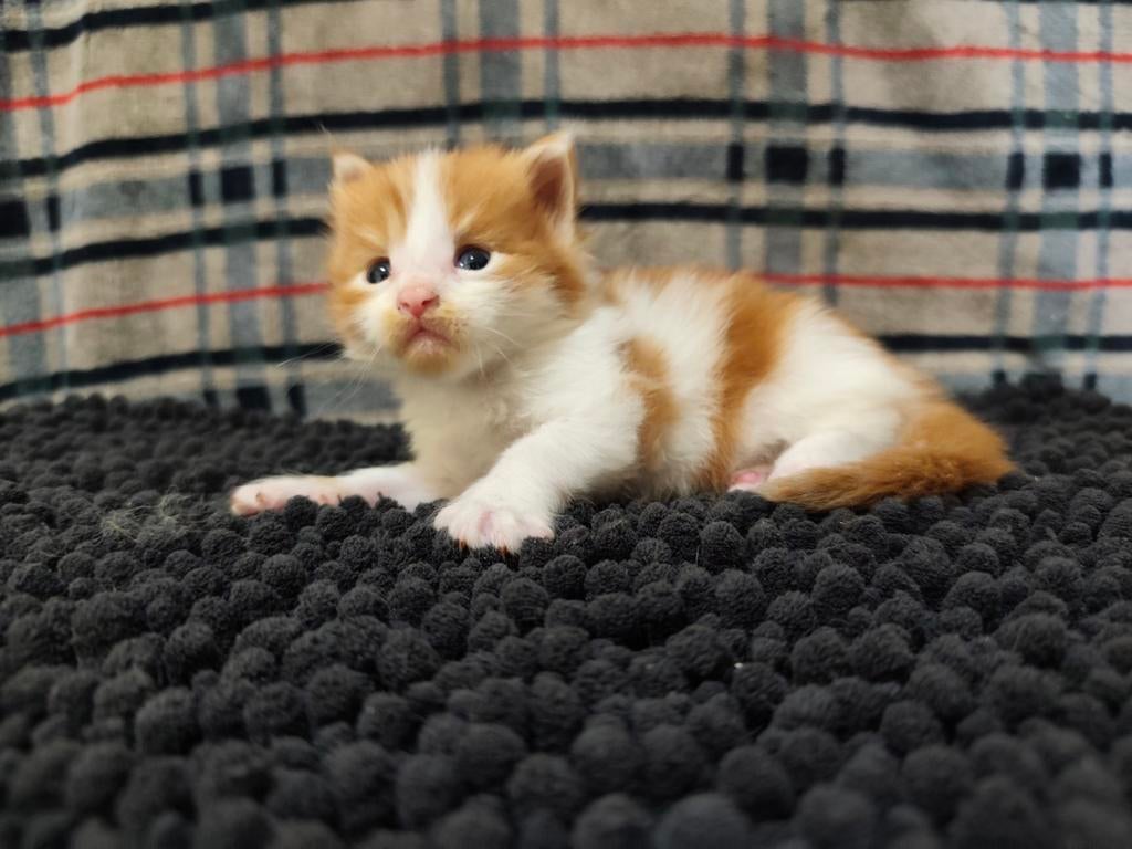 Maine Coon-kittens met stamboom, Meerdere dieren, Langharig, 0 tot 2 jaar
