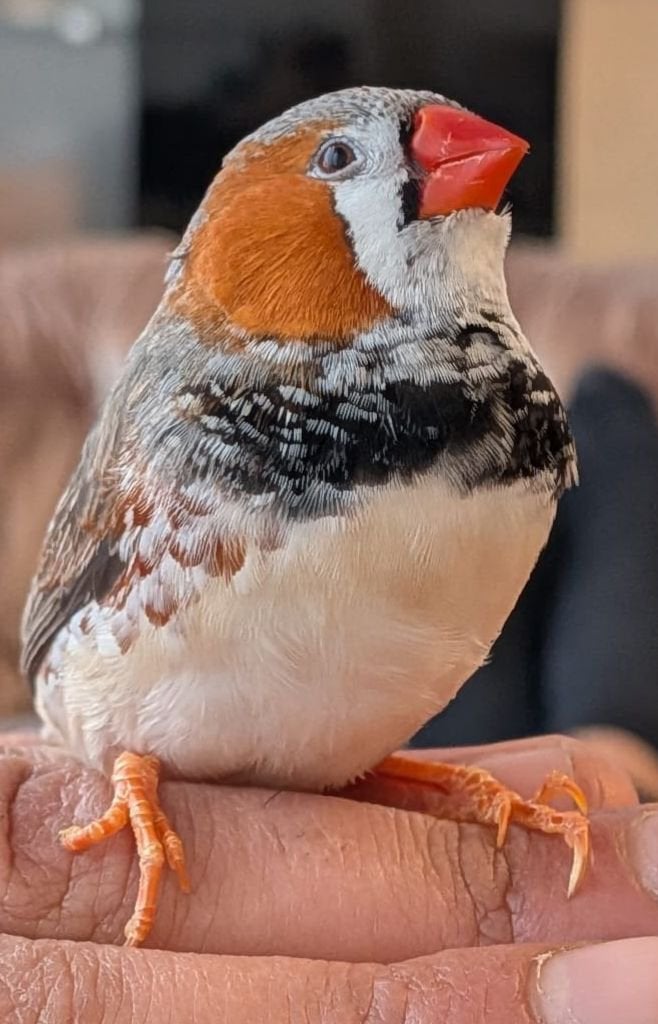 Handtamme zebravinken te koop prijs is all-in, Animaux & Accessoires, Oiseaux | Oiseaux Autre