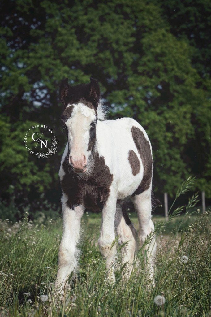2 prachtige Tinker/irish cob veulens, Dieren en Toebehoren, Minder dan 160 cm, Met stamboom, 0 tot 2 jaar, Onbeleerd
