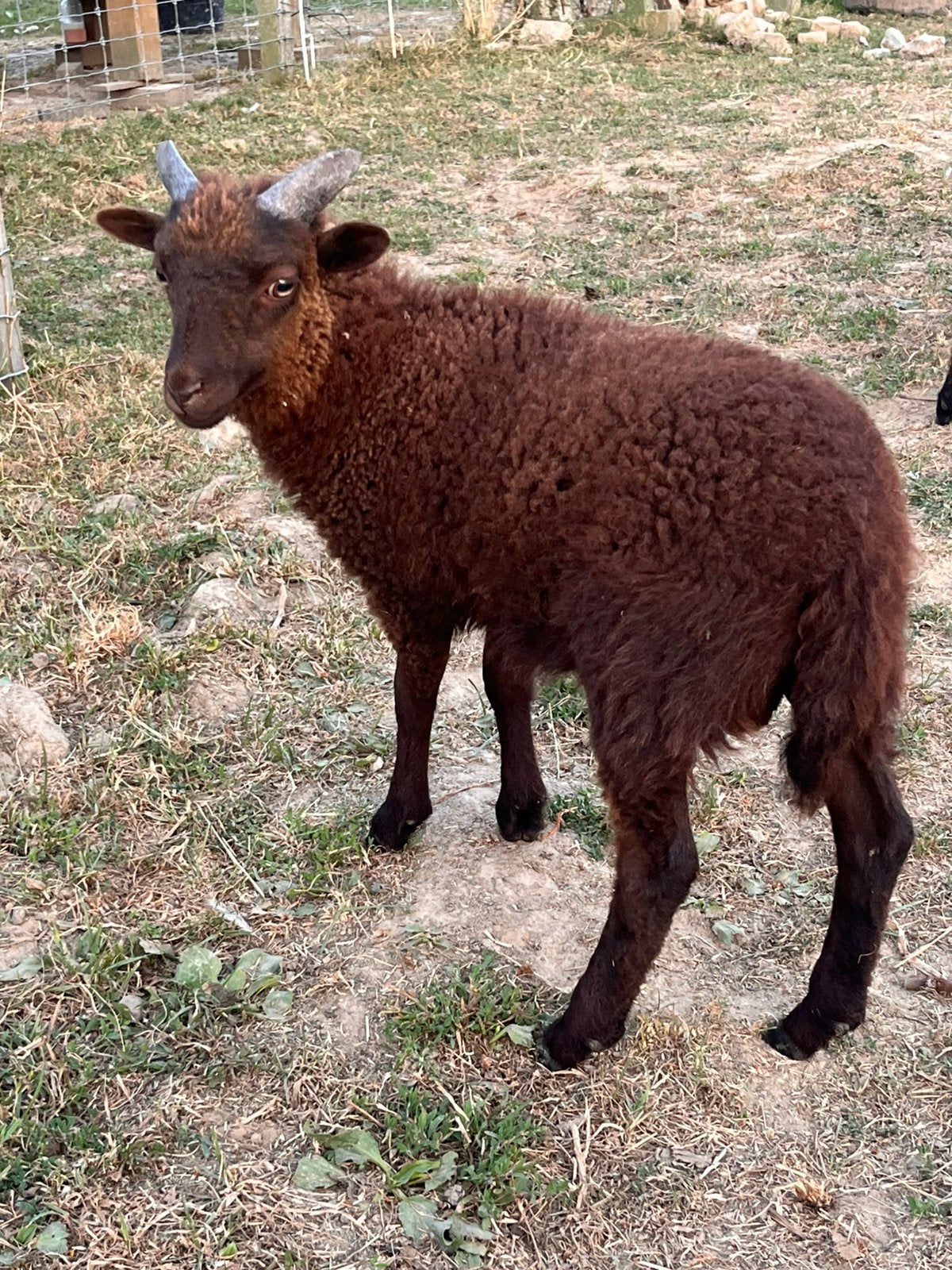 Ouessant lammetjes - rammetjes, Dieren en Toebehoren, Schapen, Geiten en Varkens, Mannelijk, Schaap, 0 tot 2 jaar