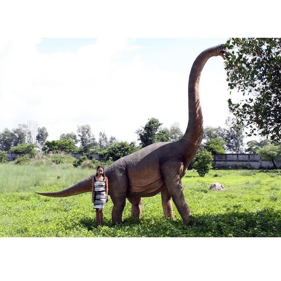 Brachiosaurus – Dinosaurus beeld Hoogte 472 cm, Ophalen, Nieuw