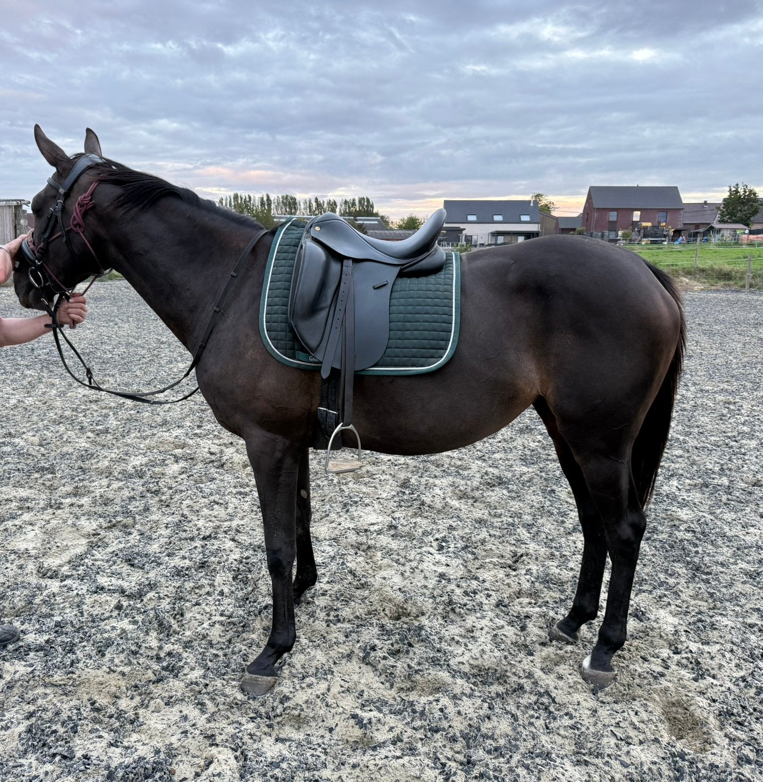 Recreatiepaard te koop, Dieren en Toebehoren, Merrie, Minder dan 160 cm, B, 7 tot 10 jaar