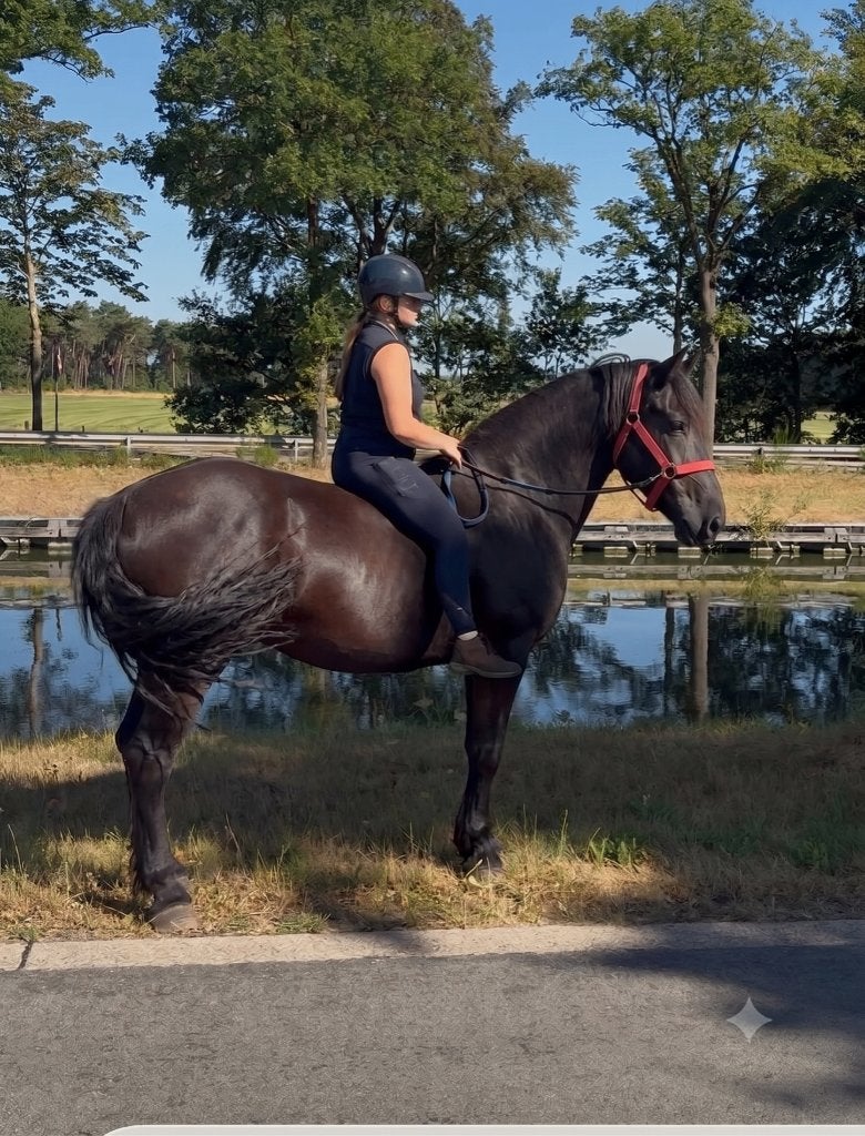 Heel lieve Ruin, Dieren en Toebehoren, Gechipt, Ruin, Zadelmak, 170 tot 175 cm