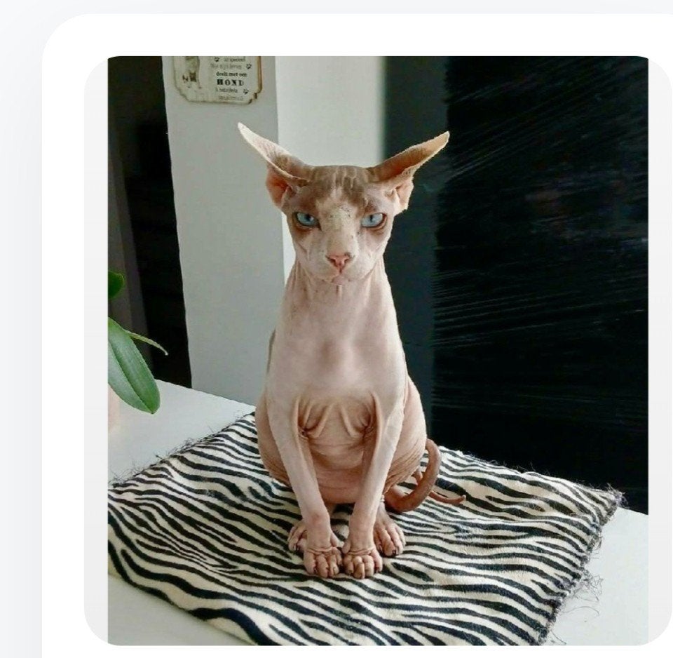 Sphynx herplaatser, Dieren en Toebehoren, Kat
