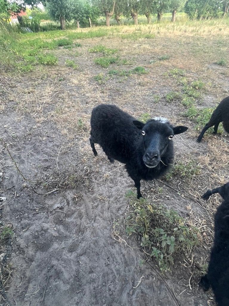 ouessant schapen, Schaap