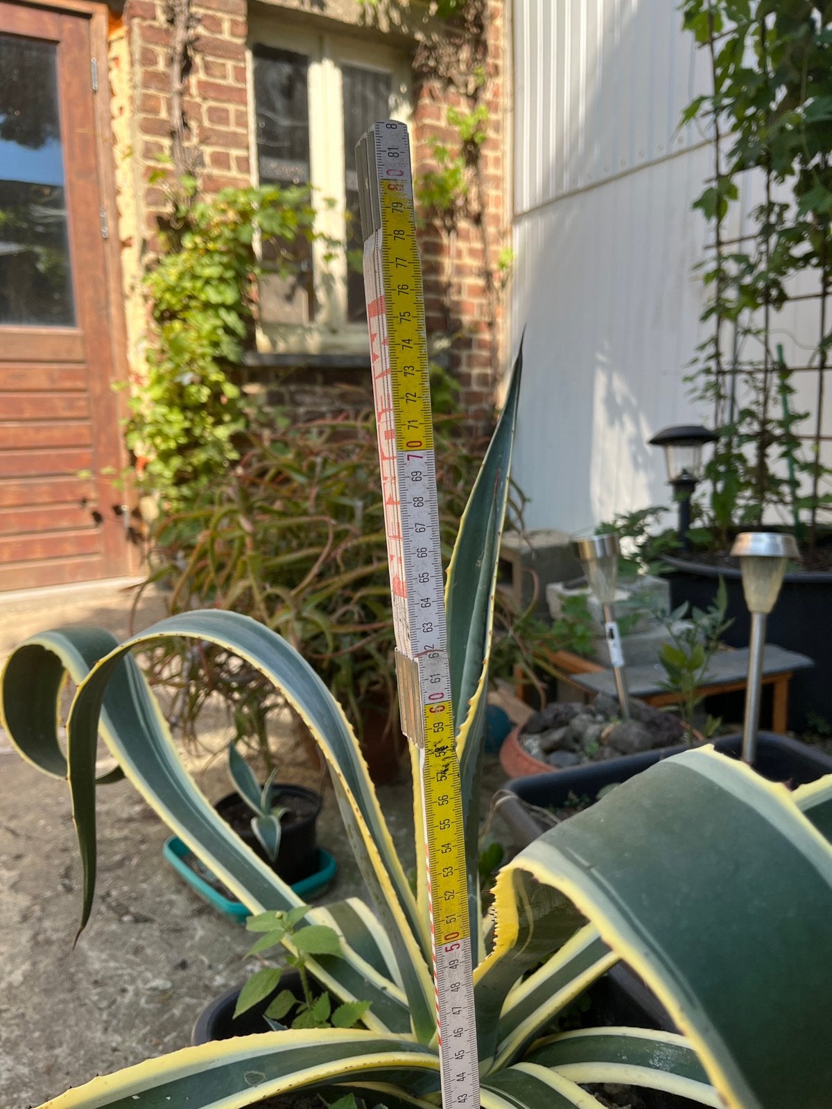 Subtropische plant, Tuin en Terras, Bloeit niet, Minder dan 100 cm, Palmboom, Ophalen