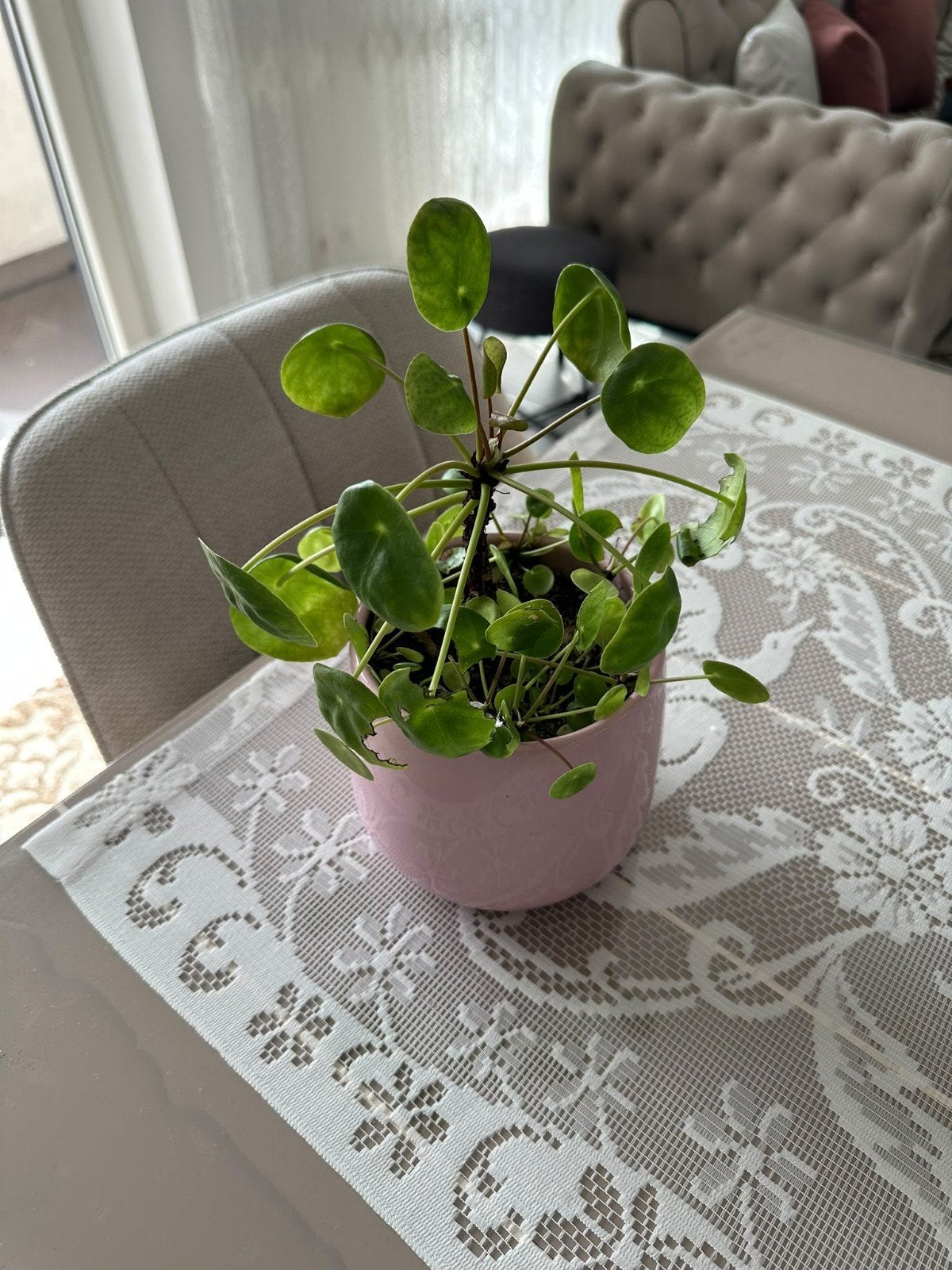 Pilea peperomioides avec pot rose, Enlèvement, En pot