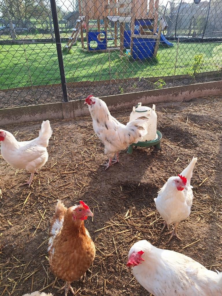 Zanghaan beschikbaar, Dieren en Toebehoren