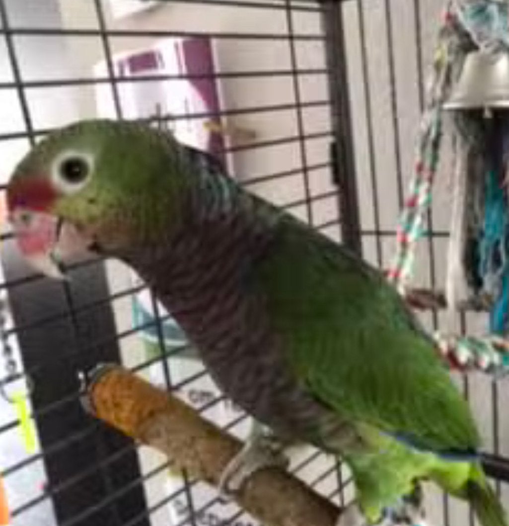Papagaai, Dieren en Toebehoren
