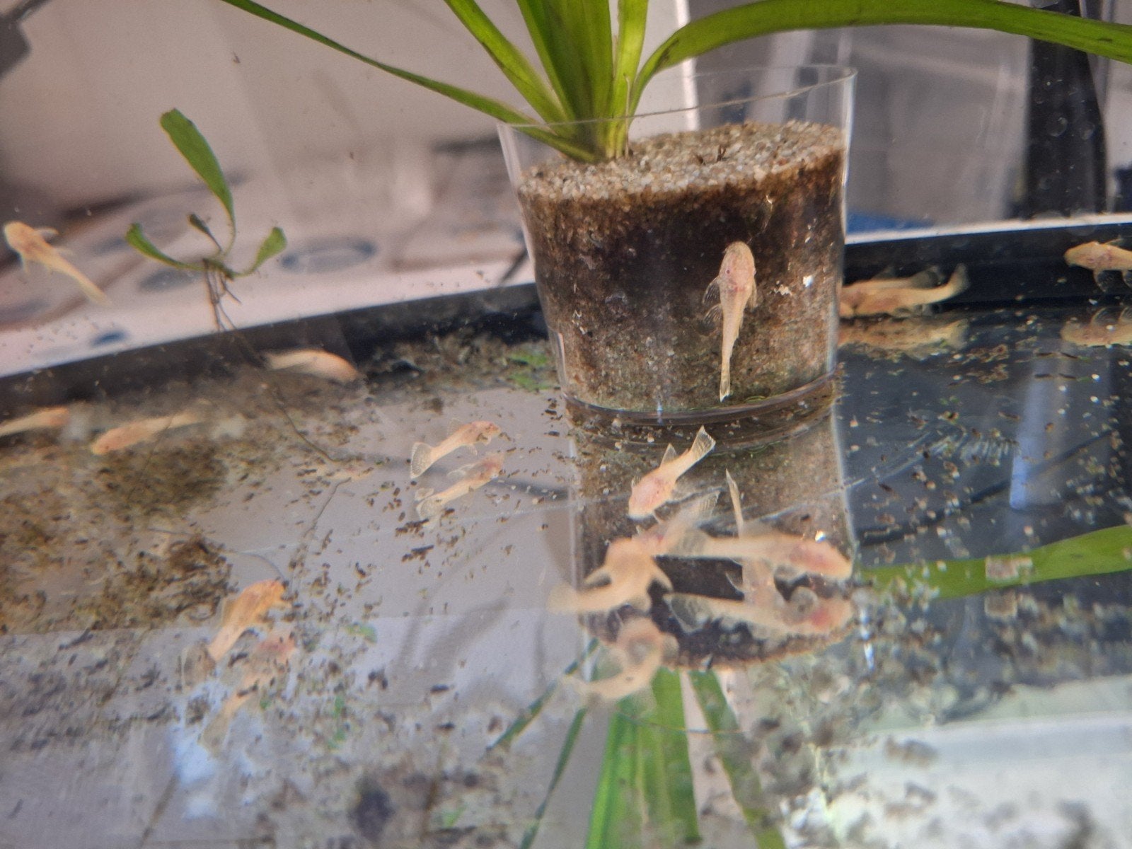 albino ancistrussen, Vis, Zoetwatervis