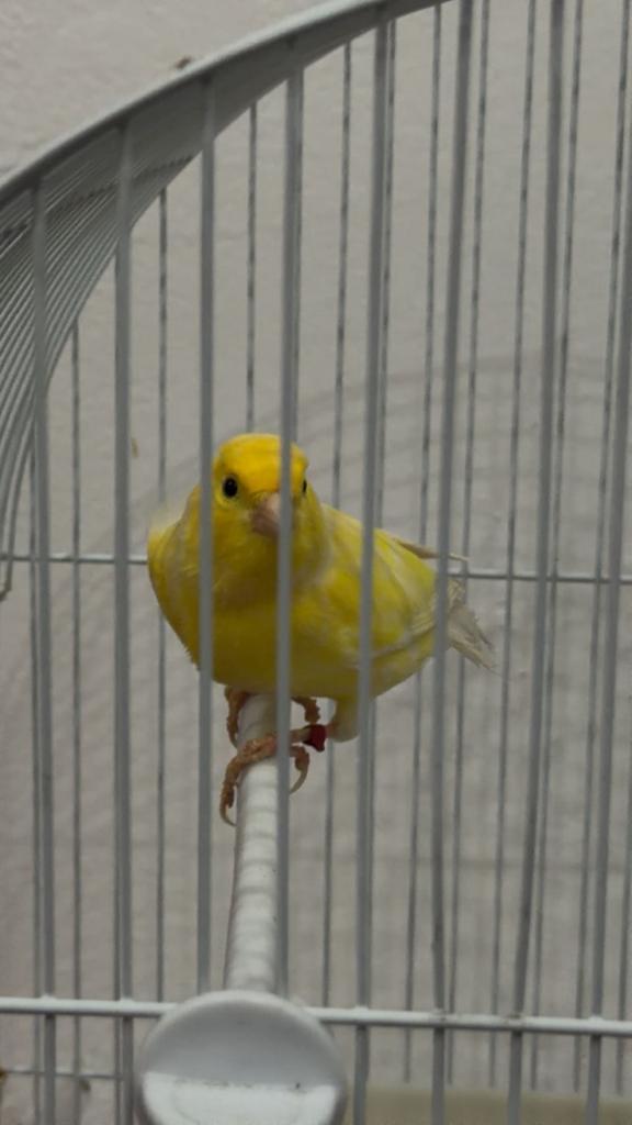 Waterslagers, Dieren en Toebehoren, Vogels | Kanaries