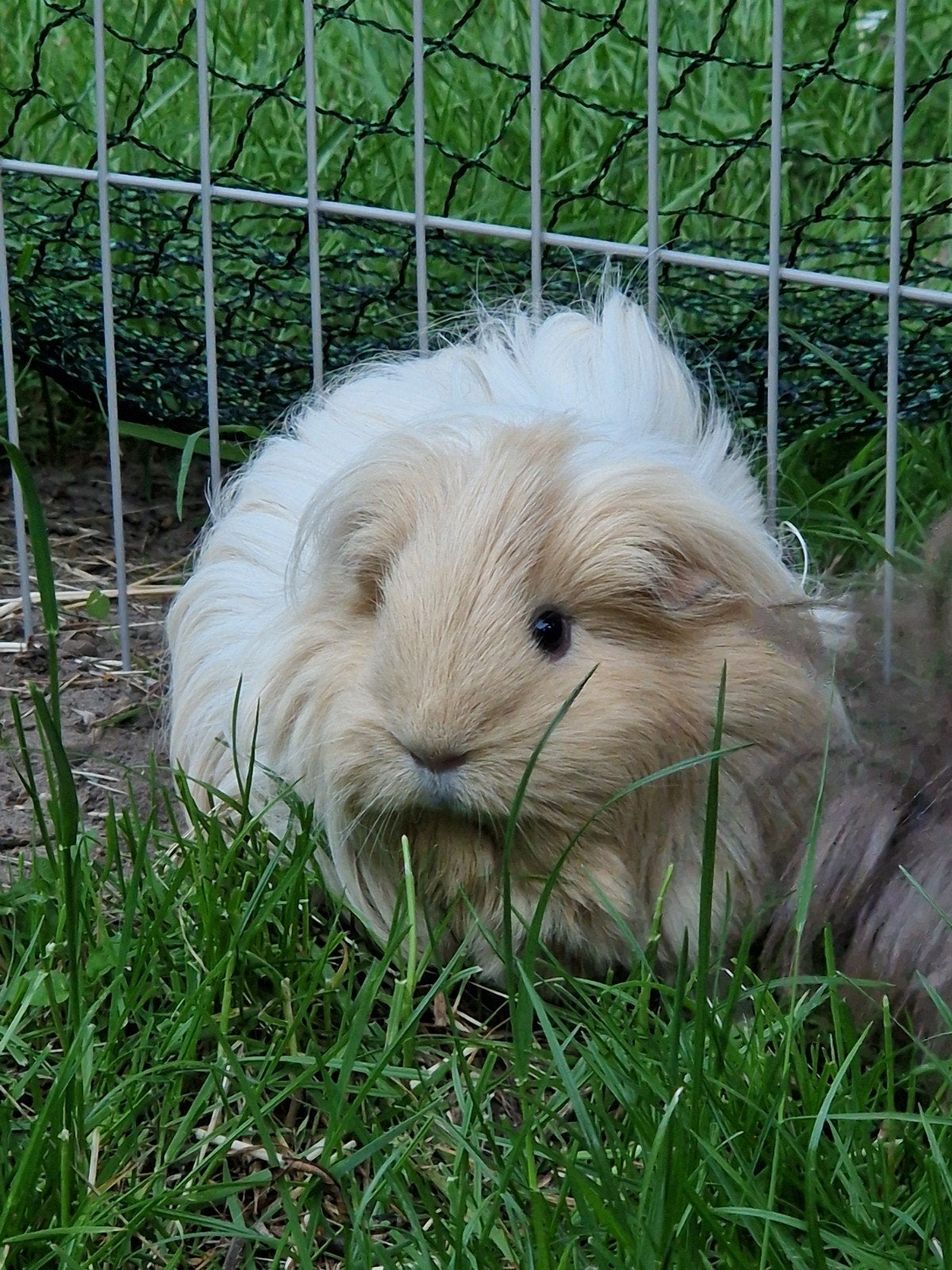 GEZOCHT Crème sheltie/coronet zeugje, Dieren en Toebehoren, Knaagdieren, Cavia, Vrouwelijk, Mei, Tam