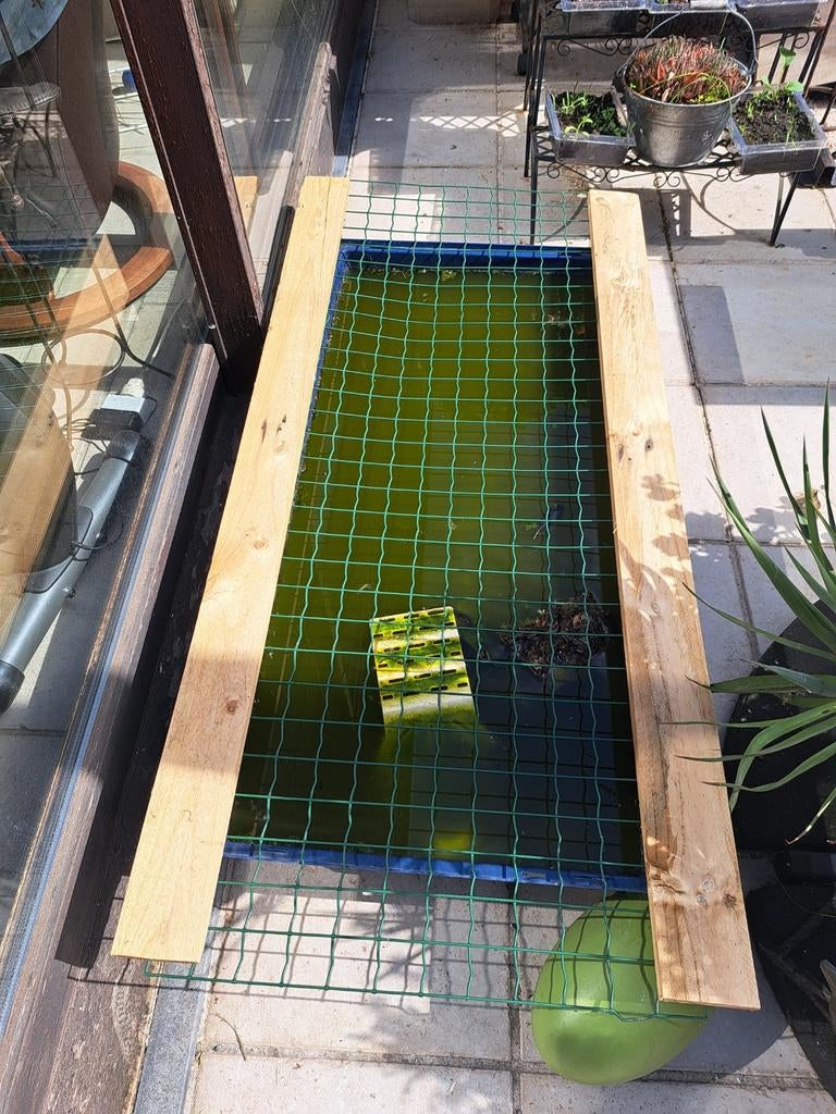 Gratis 4  waterschildpadden vandaag omkomen, Dieren en Toebehoren, Reptielen en Amfibieën