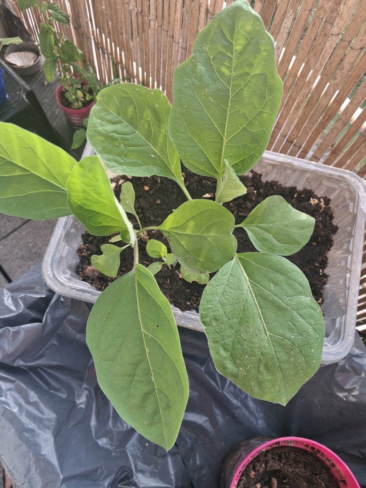 Plants d'aubergines, Enlèvement