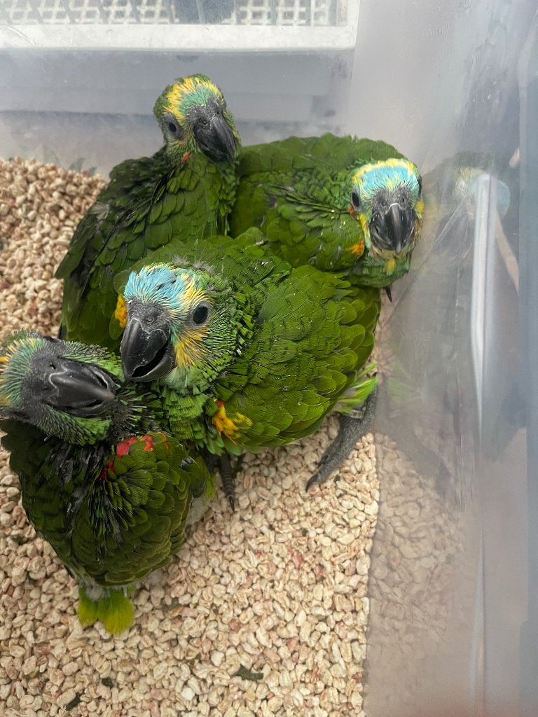 Tamme blauwvoorhoofd amazone, Dieren en Toebehoren, Geslacht onbekend, Papegaai, Pratend