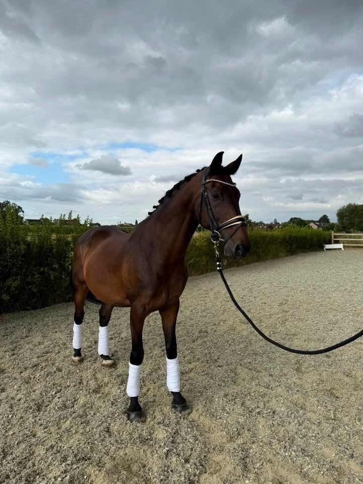 Knappe 13-jarige KWPN ruin zoekt nieuw huisje, Dieren en Toebehoren, Paarden, Met stamboom, Ruin, M, Dressuurpaard