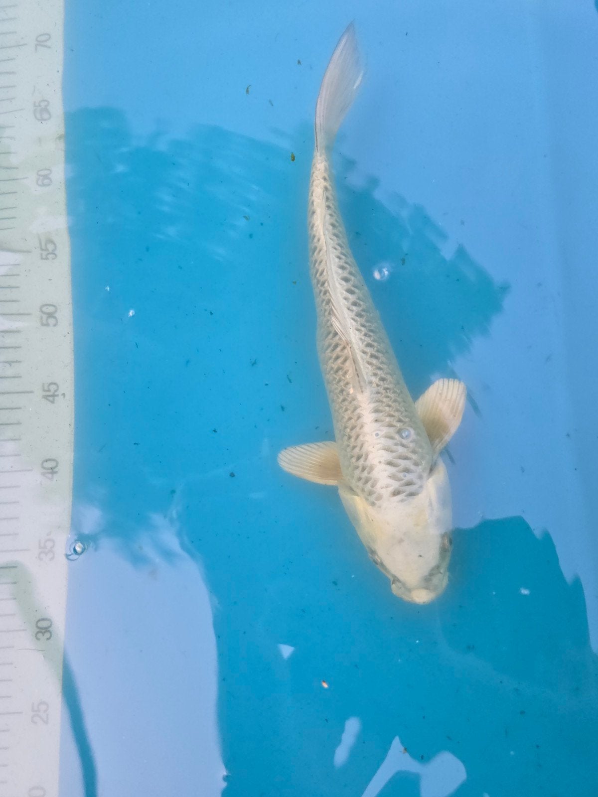 Mukashi ogon 35cm