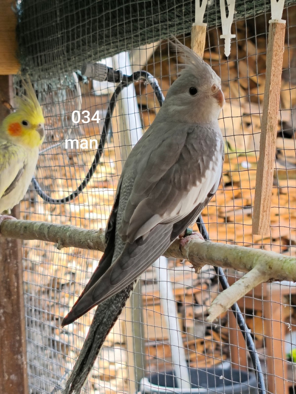 jonge valkparkieten, Dieren en Toebehoren, Meerdere dieren, Parkiet