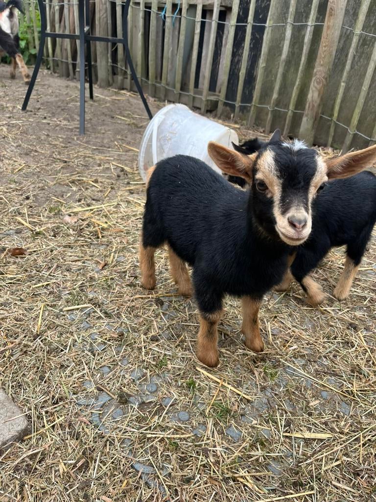 Black and tan bokje, Mâle, Chèvre, 0 à 2 ans