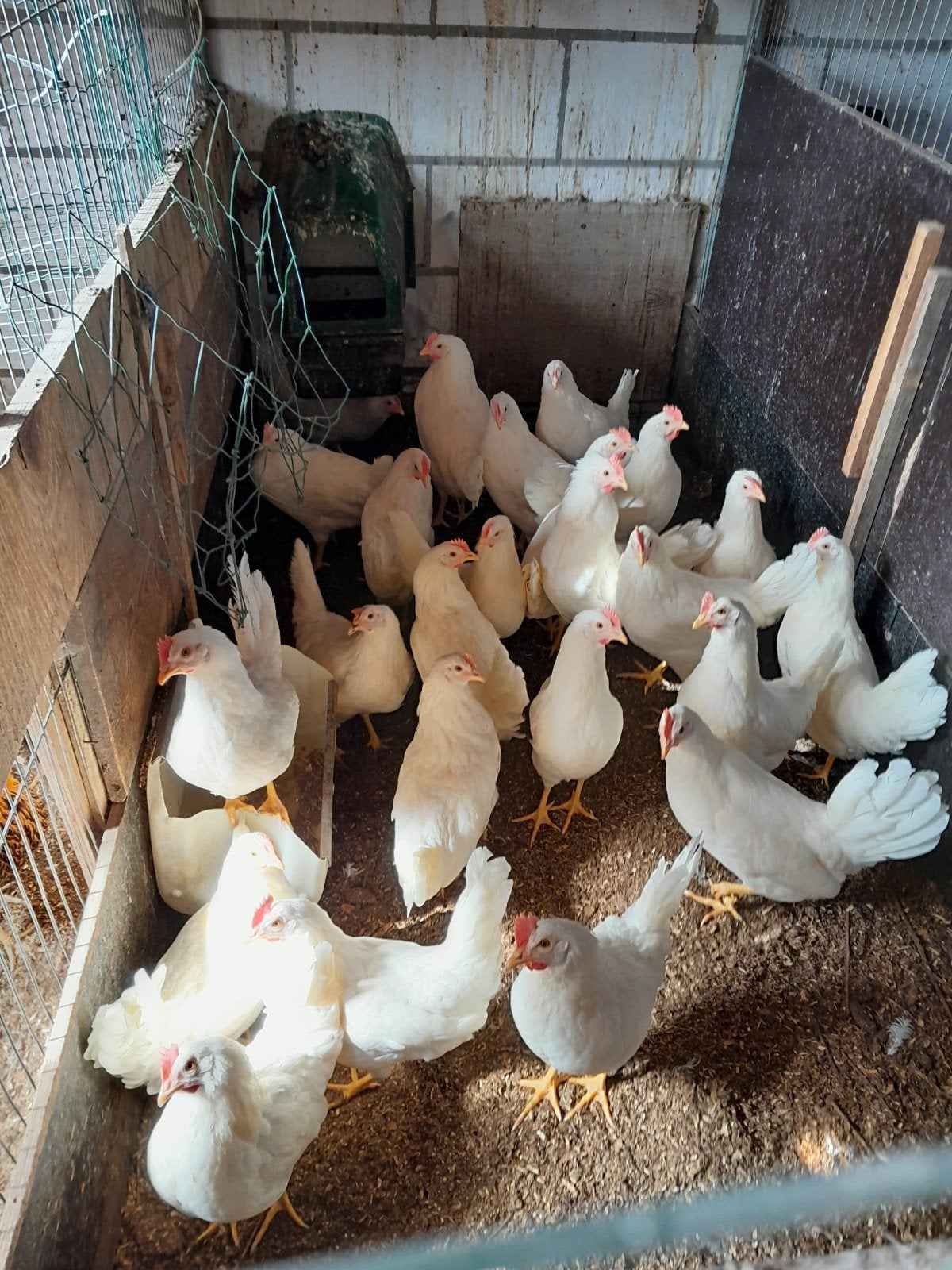 witte leghorn hennen, Dieren en Toebehoren