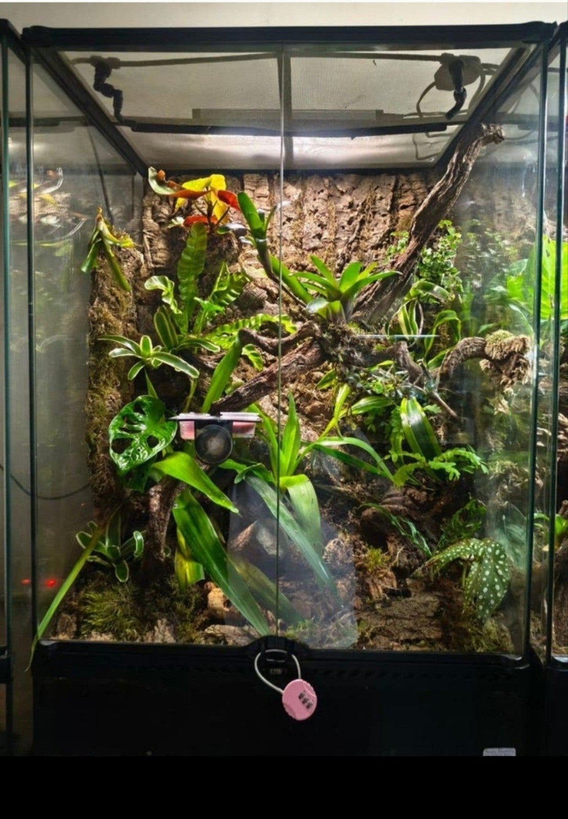 ExoTerra 60x45x90 Bio-actif Jungle+occupant ( Leachianus), Enlèvement, Comme neuf, Terrarium ou Paludarium